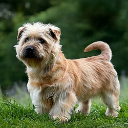 Глен оф Имаал терьер