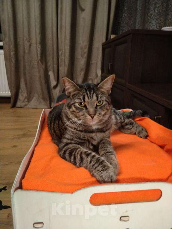 Кошки в Санкт-Петербурге: Котик Веня в добрые руки Мальчик, Бесплатно - фото 2