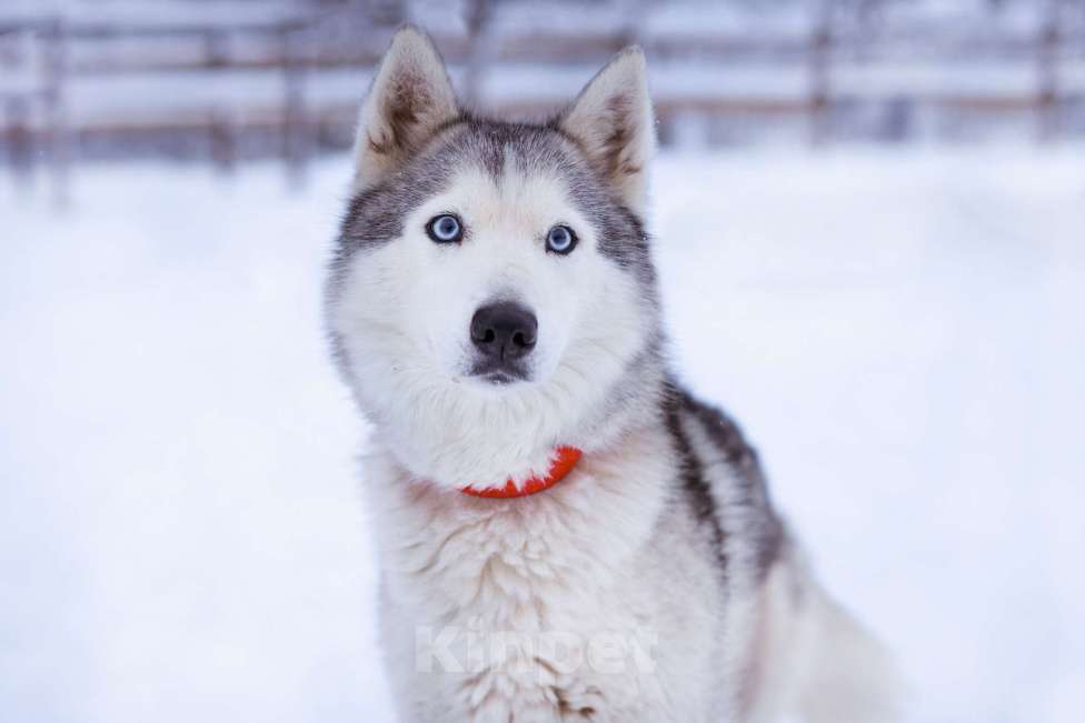Собаки в Москве: Арья Девочка, Бесплатно - фото 4