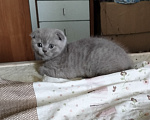 Кошки в других городах Тверской области: Продам Шотландский вислоухий котят Девочка, 5 000 руб. - фото 2