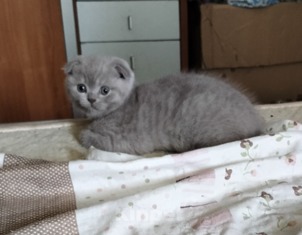 Кошки в других городах Тверской области: Продам Шотландский вислоухий котят Девочка, 5 000 руб. - фото 2