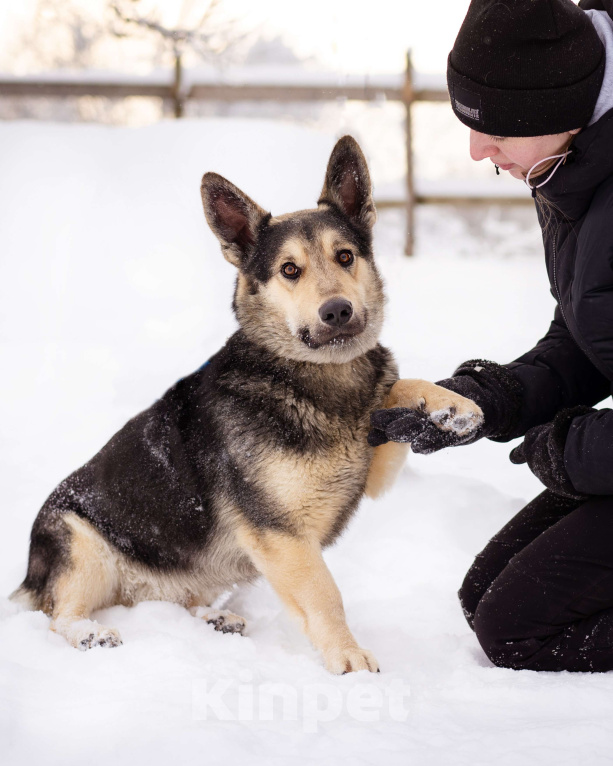 Собаки в Москве: Коржик, 2 года ищет дом Мальчик, Бесплатно - фото 8