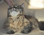 Кошки в Москве: Умнейший котик мейнкун Боня, любимец умершей хозяйки ищет дом Мальчик, 10 руб. - фото 3