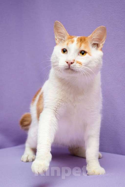 Кошки в Москве: Рыжий бобтейл Григ в дар Мальчик, 1 руб. - фото 4