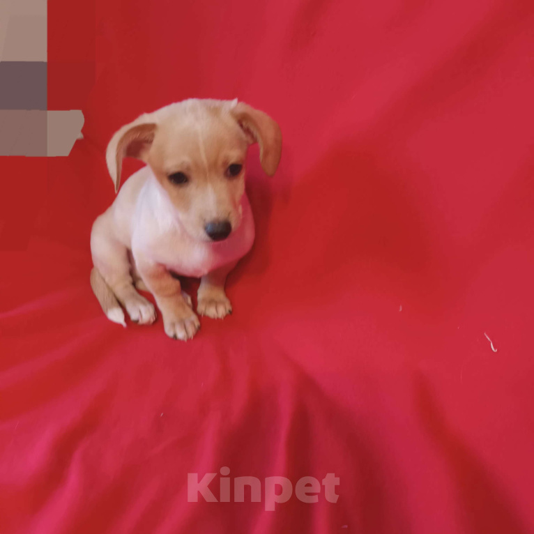 Собаки в Санкт-Петербурге: Щенок в добрые руки  Мальчик, Бесплатно - фото 1