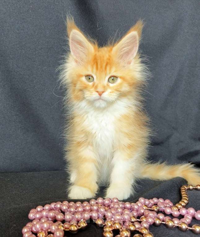 Кошки в Москве: Котенок Мейн-кун Девочка Девочка, 55 000 руб. - фото 4
