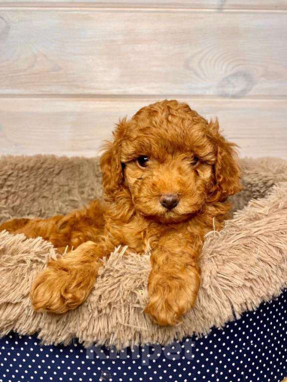 Собаки в Москве: Той-пудель щенки Девочка, 50 000 руб. - фото 7