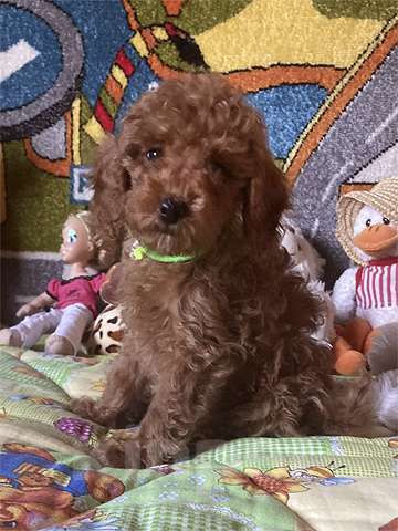 Собаки в других городах Московской области: Щенки той-пуделя Мальчик, Бесплатно - фото 5