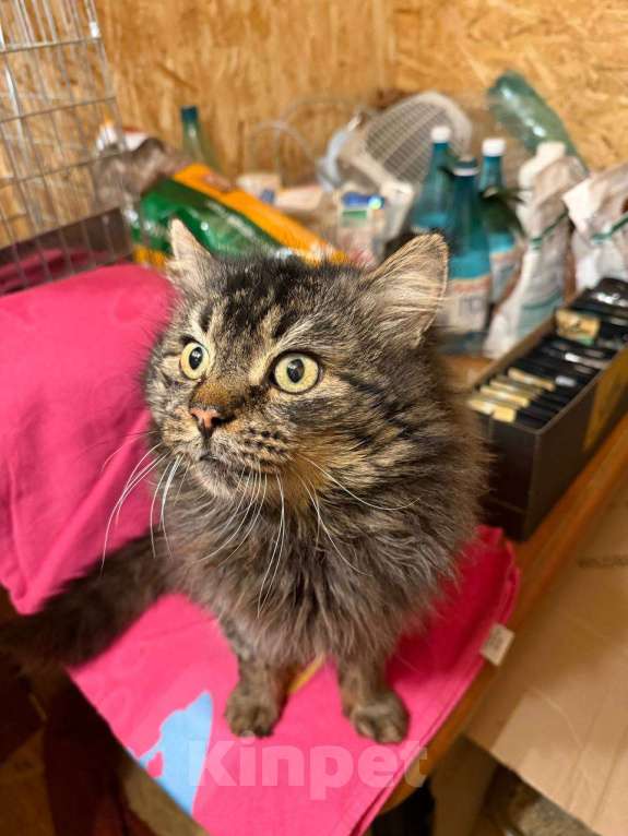 Кошки в Москве: «Ищу человека, с которым можно поболтать за жизнь». На связи Сема. Мальчик, Бесплатно - фото 1