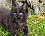 Кошки в Выборге: Черный котенок мейн-кун Мальчик, 80 000 руб. - фото 3