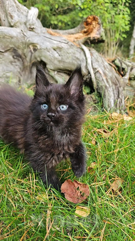 Кошки в Выборге: Черный котенок мейн-кун Мальчик, 80 000 руб. - фото 3