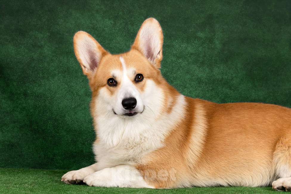 Собаки в Омске: Готов к вязке г. Омск Мальчик, Бесплатно - фото 6