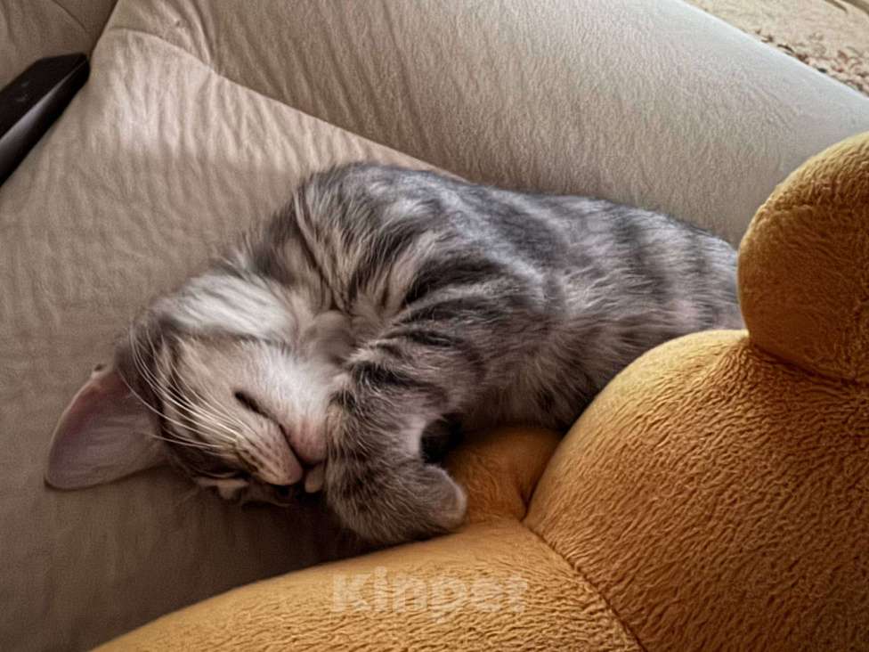 Кошки в Самаре: Отдам в добрые руки^^ Мальчик, Бесплатно - фото 2