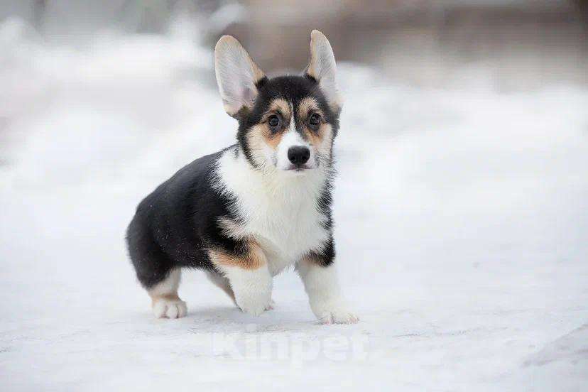 Собаки в других городах Тульской области: Вельшь-Корги Мальчик, 90 000 руб. - фото 3