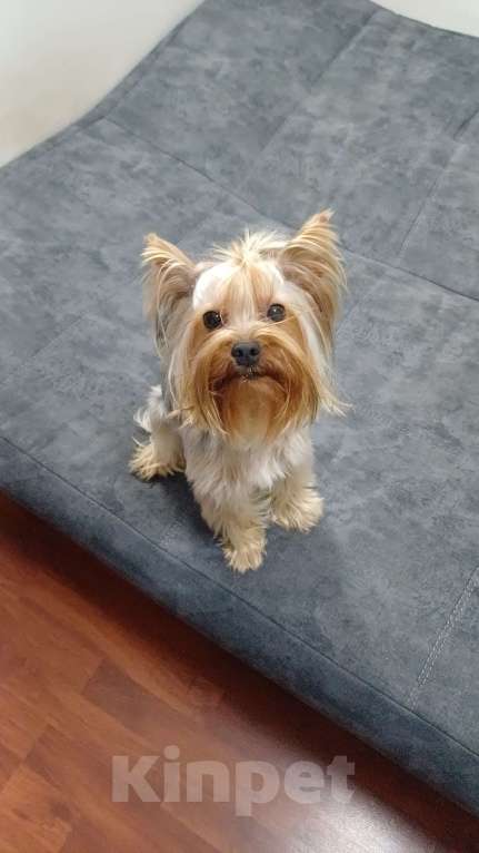 Собаки в Симферополе: Пропал наш мальчик Мальчик, 2 000 руб. - фото 5