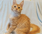 Кошки в Москве: Рыжее солнышко Мальчик, 30 000 руб. - фото 3