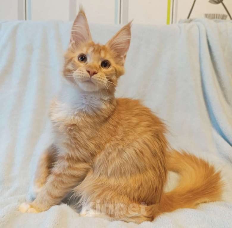 Кошки в Москве: Рыжее солнышко Мальчик, 30 000 руб. - фото 3