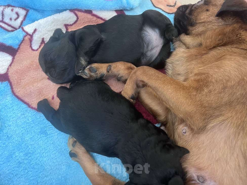 Собаки в Ярославле: Продам щенков Пти брабонсона Девочка, 30 000 руб. - фото 1