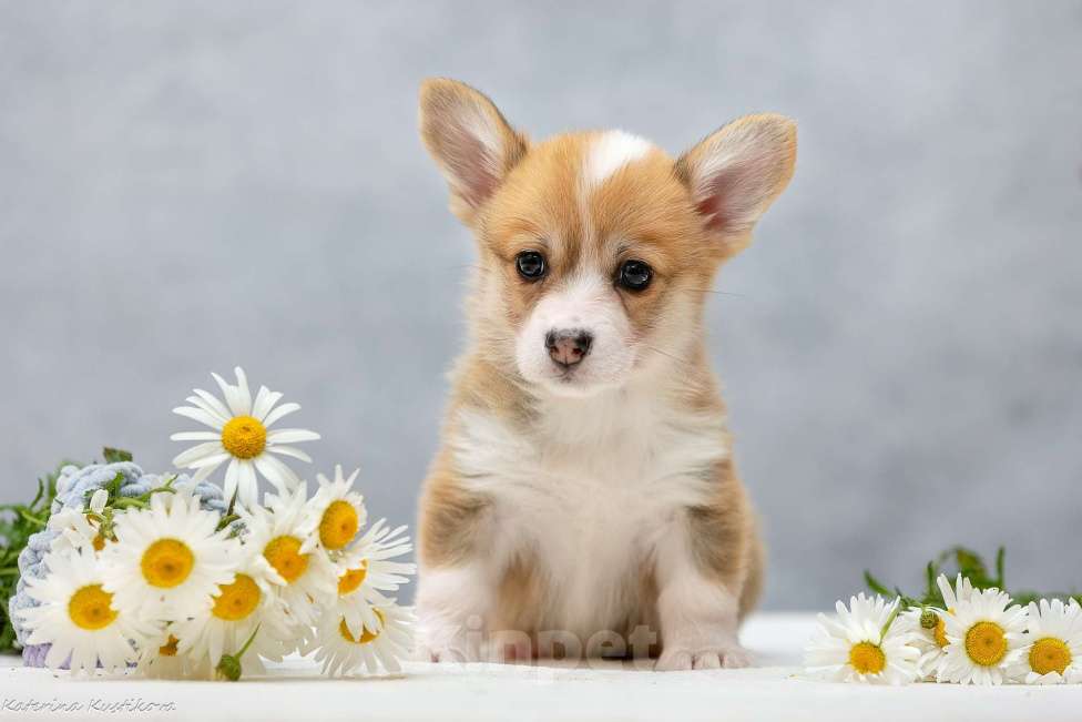 Собаки в Москве: Девочки корги с хвостиком Девочка, 80 000 руб. - фото 4