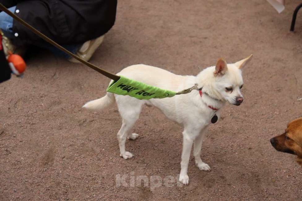 Собаки в Санкт-Петербурге: Маленький джентльмен весом 6 кг Мальчик, Бесплатно - фото 3