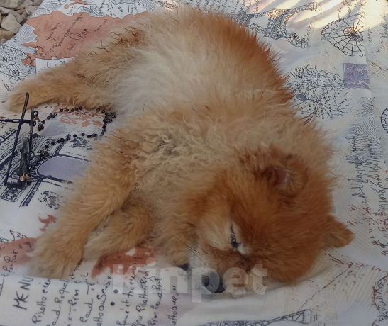 Собаки в Москве: Нора Девочка, Бесплатно - фото 4