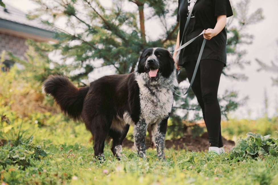 Собаки в Москве: Гектор Мальчик, Бесплатно - фото 3