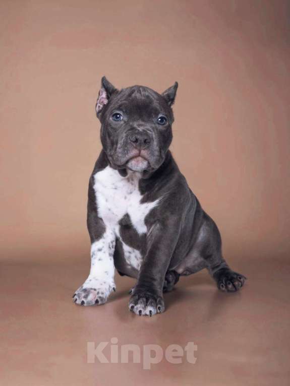 Собаки в Москве: Американский булли стандарт Девочка, 120 000 руб. - фото 3