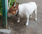 Собаки в Санкт-Петербурге: Продаю или отдам в добрые рукт Мальчик, 500 руб. - фото 6