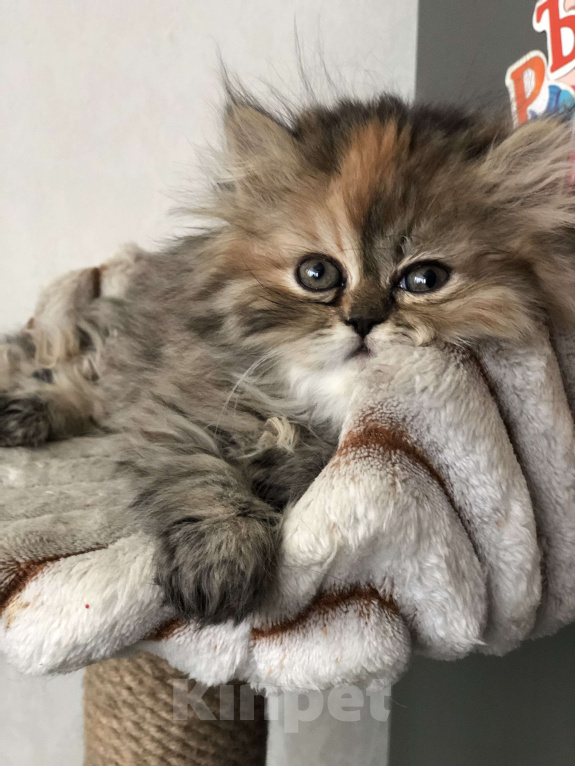 Кошки в Москве: Персидский котенок Девочка, 28 000 руб. - фото 2