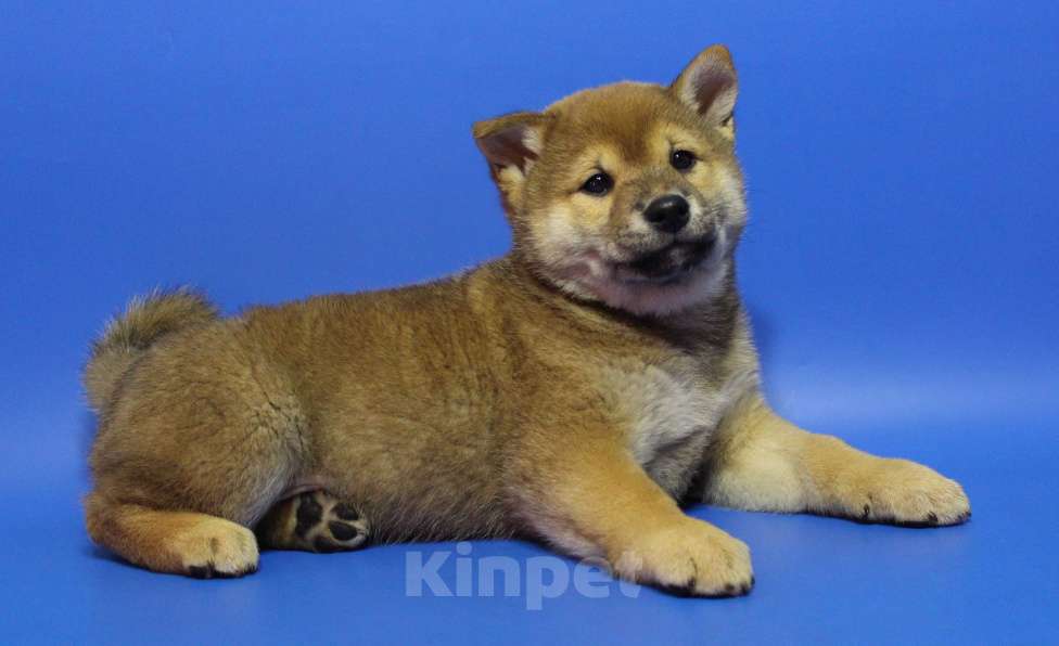Собаки в Москве: Щенки сиба ину Девочка, 40 000 руб. - фото 5
