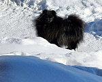 Собаки в Москве: Шпиц померанский в медвежьем типе девочка из племенного питомника Девочка, 10 000 руб. - фото 3