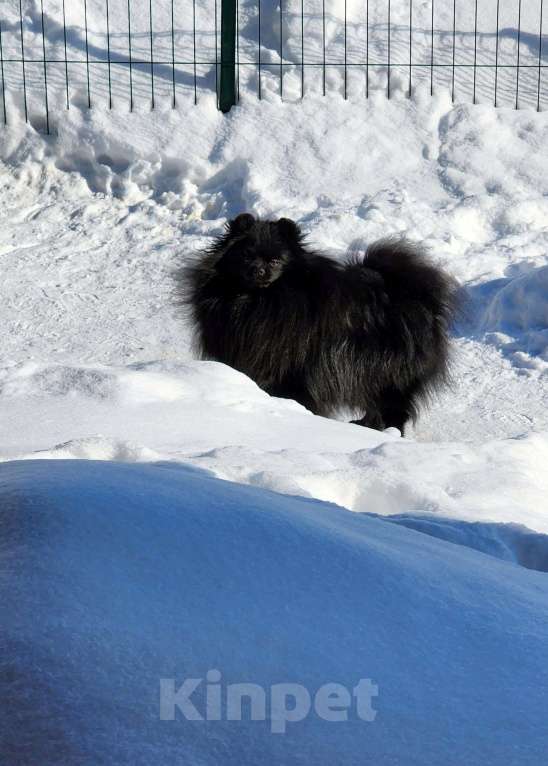 Собаки в Москве: Шпиц померанский в медвежьем типе девочка из племенного питомника Девочка, 10 000 руб. - фото 3