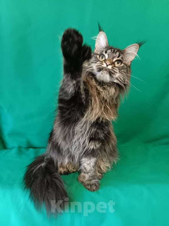 Кошки в других городах Владимирской области: Девочка мейн кун Девочка, 30 000 руб. - фото 2