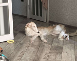 Собаки в Краснодаре: Отдается девочка РПБ Девочка, 10 руб. - фото 2