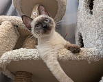 Кошки в Реутове: Котенок мальчик в добрые руки Мальчик, Бесплатно - фото 10