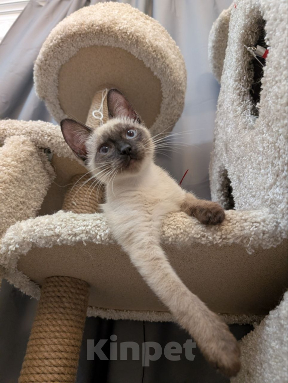 Кошки в Реутове: Котенок мальчик в добрые руки Мальчик, Бесплатно - фото 10