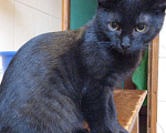 Кошки в Москве: Чёрно-полосатый мальчик Мальчик, 1 руб. - фото 2