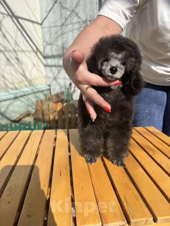Собаки в Новороссийске: Серая микро той пудель Девочка, Бесплатно - фото 1