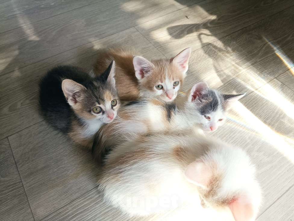 Кошки в Пензе: Ксюша Девочка, Бесплатно - фото 2