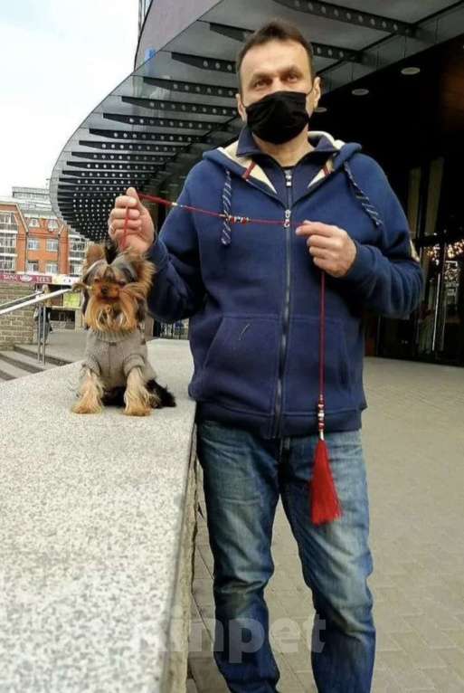 Собаки в Иркутске: Щенки йорки супер мини в Иркутске Мальчик, 75 000 руб. - фото 1