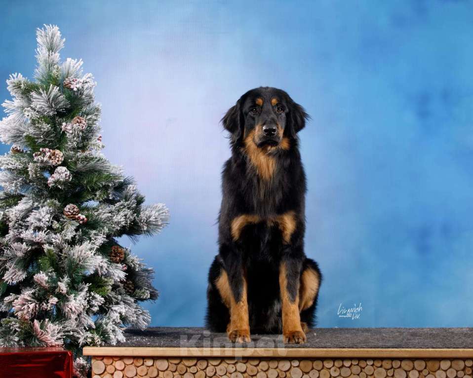 Собаки в Москве: Ховаварт щенки Мальчик, Бесплатно - фото 9