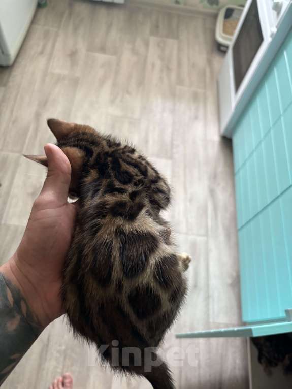 Кошки в других городах Саратовской области: Мальчик Мальчик, 10 000 руб. - фото 6