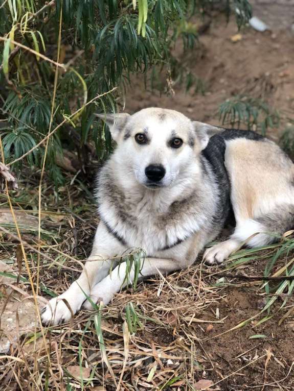 Собаки в Королеве: Белка хозяйственная девочка Девочка, Бесплатно - фото 5