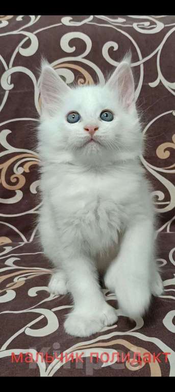 Кошки в Донецке: Белоснежный Мейн кун Мальчик, 45 000 руб. - фото 3
