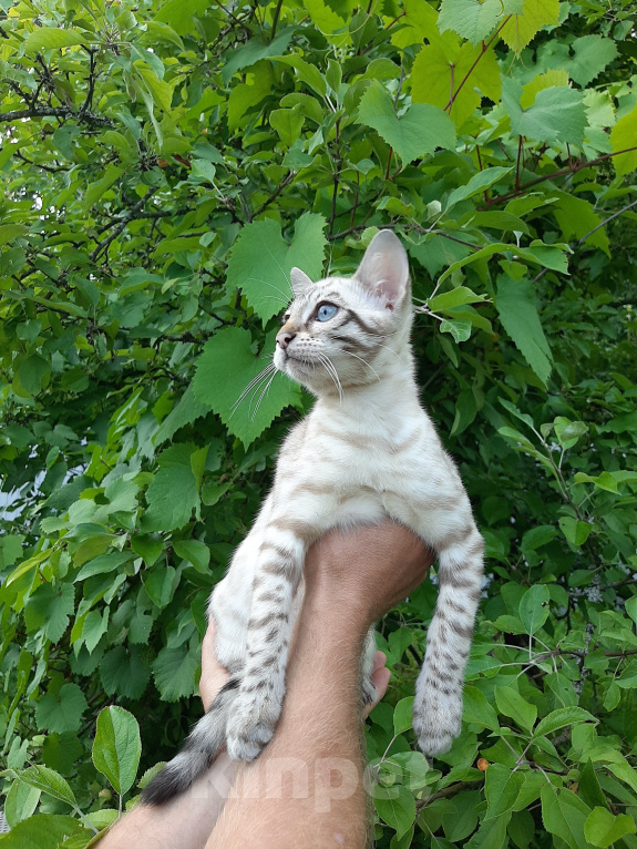 Кошки в других городах Новгородской области: Бенгальские котята Мальчик, 40 000 руб. - фото 1