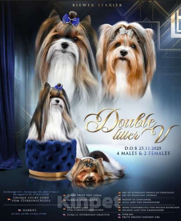 Собаки в Вологде: Предлагается очень красивый, яркий, породный щенок породы бивер терьер. Мальчик, 70 000 руб. - фото 7