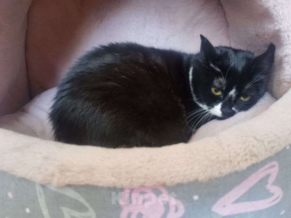 Кошки в Москве: Приютите одинокого Ронечку. Мальчик, Бесплатно - фото 9