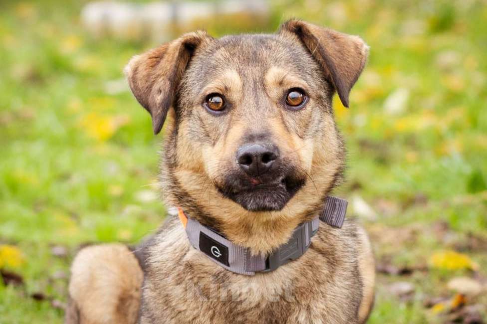 Собаки в Москве: Собака из приюта ищет дом и семью Мальчик, Бесплатно - фото 3