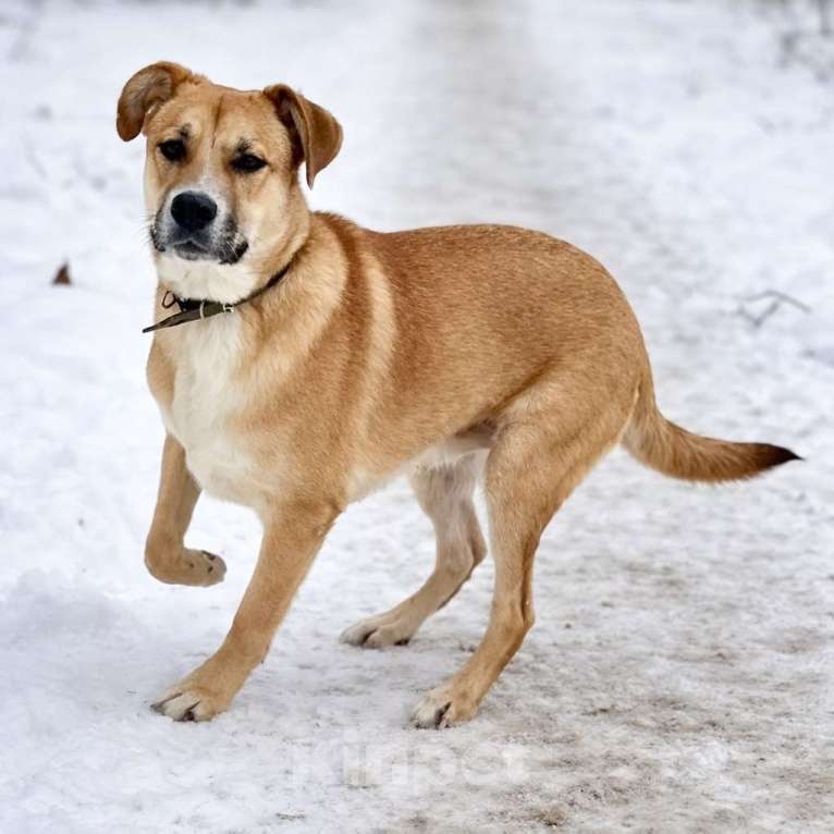 Собаки в Химках: Мальчик Кабачок ищет дом Мальчик, Бесплатно - фото 7