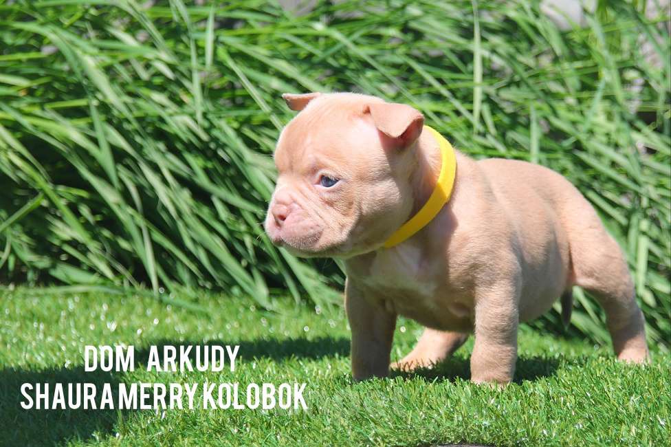 Собаки в Саратове: Очаровательнвя булочка Девочка, 100 000 руб. - фото 4